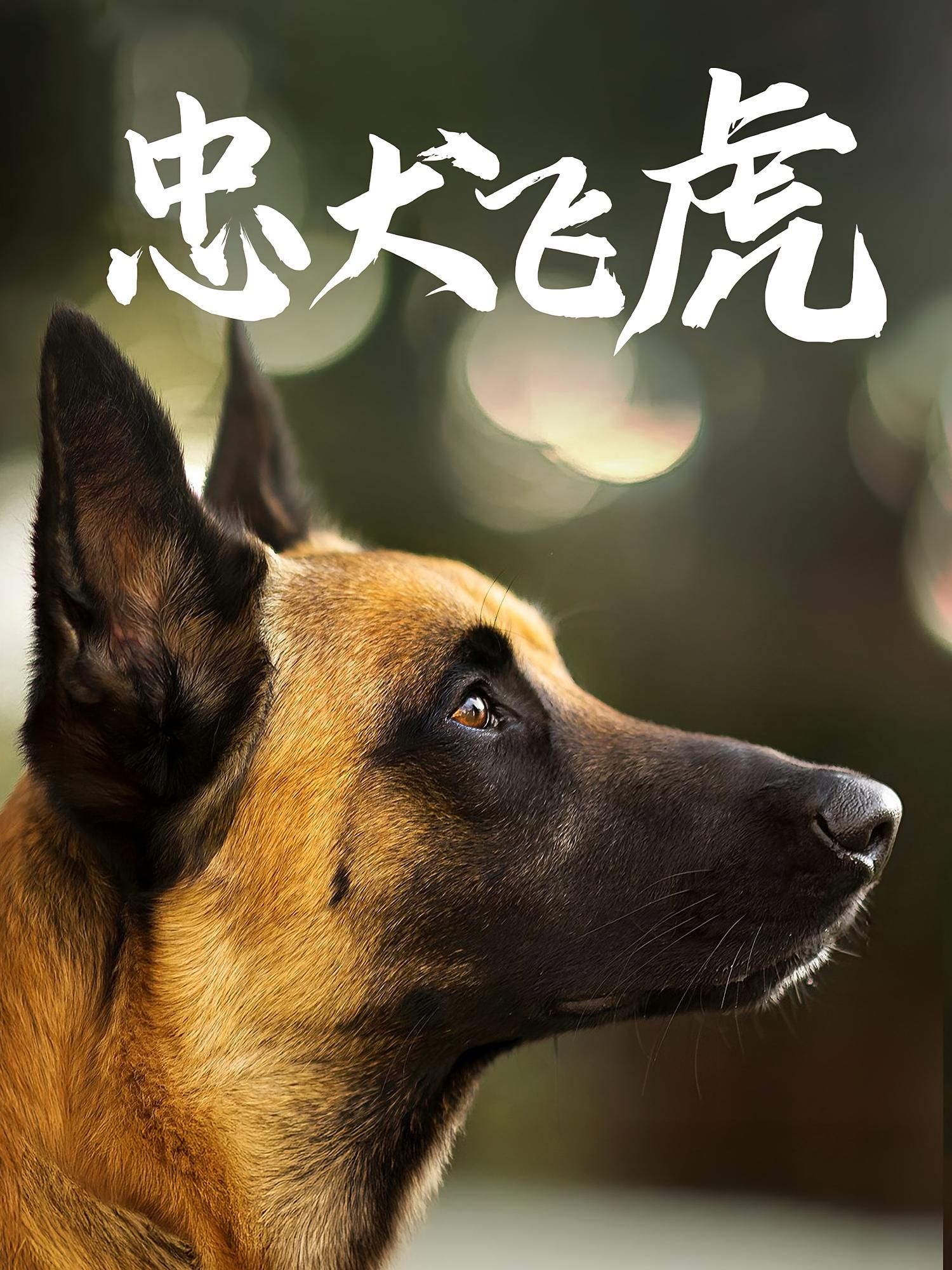 忠犬飞虎超高清全集上线！忠犬飞虎与主人的暖心羁绊，热血救援、感人至深的生命守护。在线观看全集完整版，沉浸式体验极致视听，不容错过！